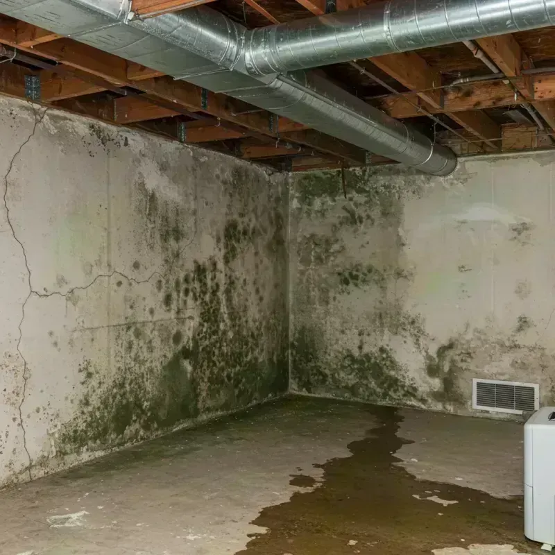 Professional Mold Removal in South Pekin, IL